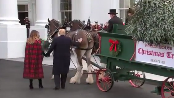 US President Donald Trump pats the bottom of one of the White House Christmas Tree's delivery horses - Sputnik International