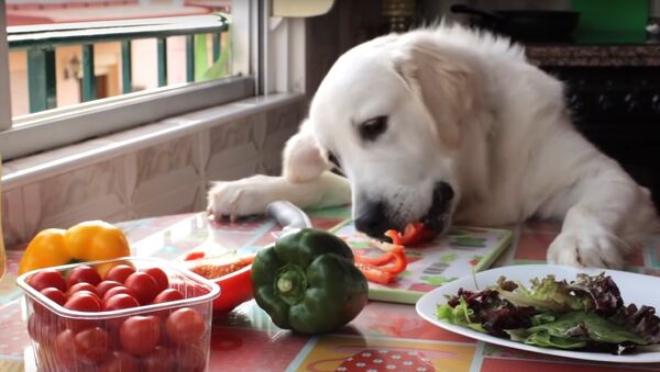 Dog Cooks Steak and Salad For Dinner | Funny Dog Bailey - Sputnik International