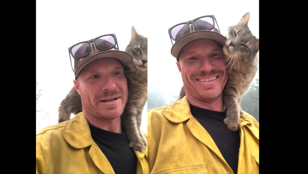 Good Human! Cat Trapped in US Wildfire Thanks Rescuer - Sputnik International