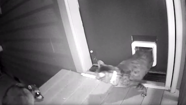 Protective Puss Defends House From Rogue Raccoon - Sputnik International