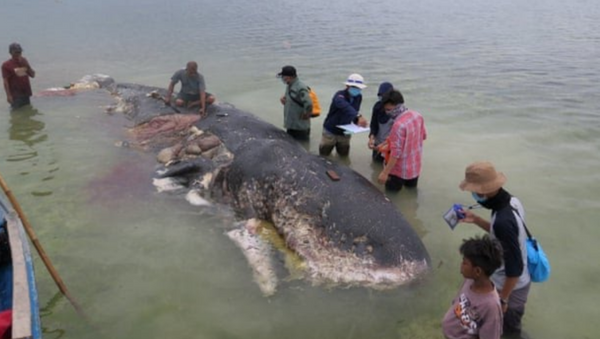 Dead Sperm Whale in Indonesia Found With 6 kg of Trash in Stomach  - Sputnik International