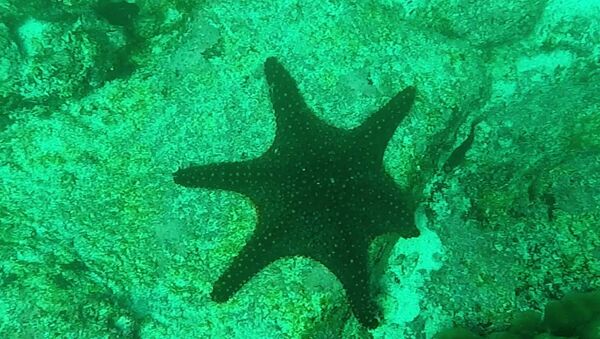 Scientists find mutated starfish with six arms in Galapagos Islands - Sputnik International