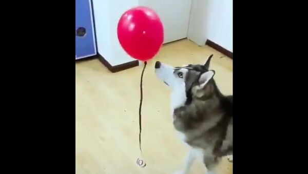 Husky gently booping a balloon - Sputnik International