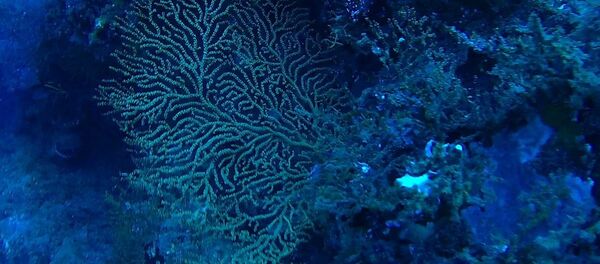 Scientists say some corals and sponges on the ocean floor could one day contain cures for cancer and other diseases - Sputnik International
