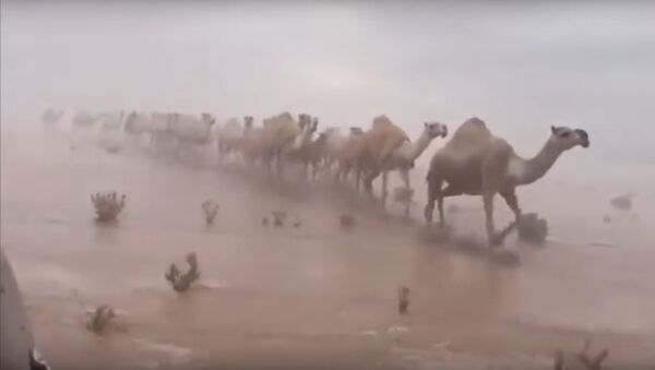 Rare: Saudi Desert Flooded - Sputnik International
