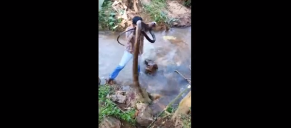 Indian Snake Whisperer Expertly Removes Massive Cobra From Stream Indian Snake Whisperer Expertly Removes Massive Cobra From Stream - Sputnik International