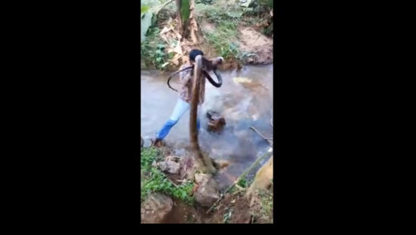 Indian Snake Whisperer Expertly Removes Massive Cobra From Stream - Sputnik International