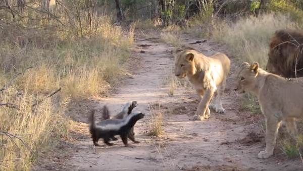 Fearless Honey Badgers Face Off With South African Lions - Sputnik International