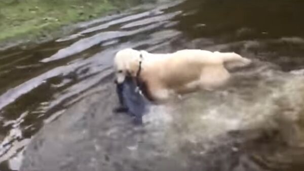 Dog Catches Huge Catfish and Drags it out of the Lake - Sputnik International