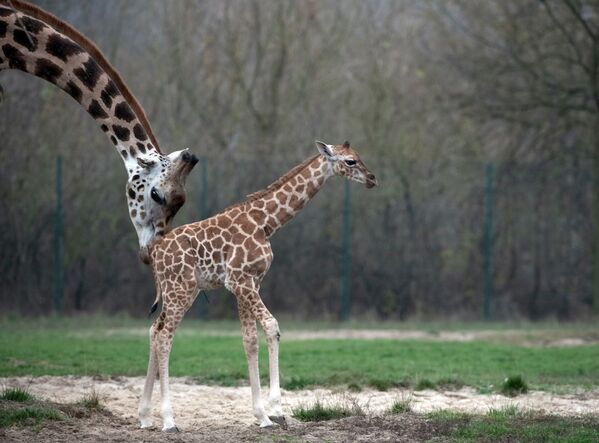 A picture taken on November 20, 2018 shows newborn giraffe Ella and her mother Amalka at their enclosure at Berlin's Tierpark Zoo. - Sputnik International