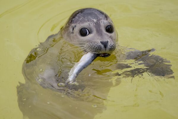 A baby seal eats a fish in its pool at the Seehundstation Friedrichskoog shelter for baby seals - Sputnik International