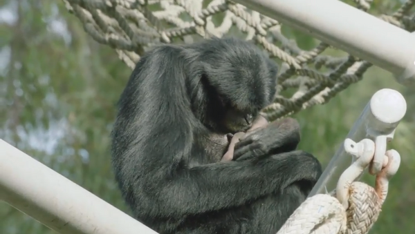 Gibbon on Birth Control Shocks San Diego Zookeepers With Mother of a Surprise - Sputnik International