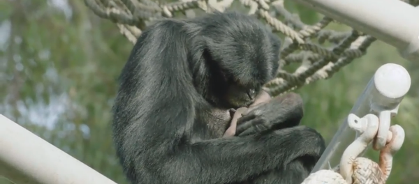 Gibbon on Birth Control Shocks San Diego Zookeepers With Mother of a Surprise Gibbon on Birth Control Shocks San Diego Zookeepers With Mother of a Surprise - Sputnik International
