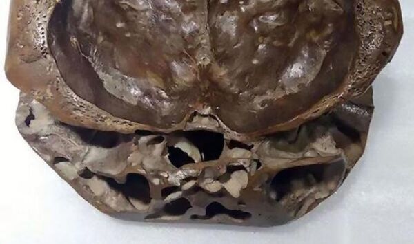 The skull The skull - Sputnik International