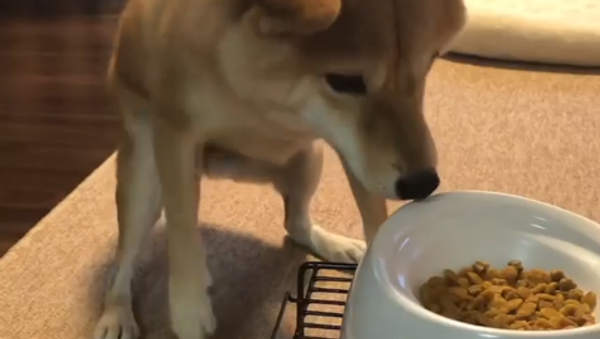 Dog is Crazy Over Food - Sputnik International