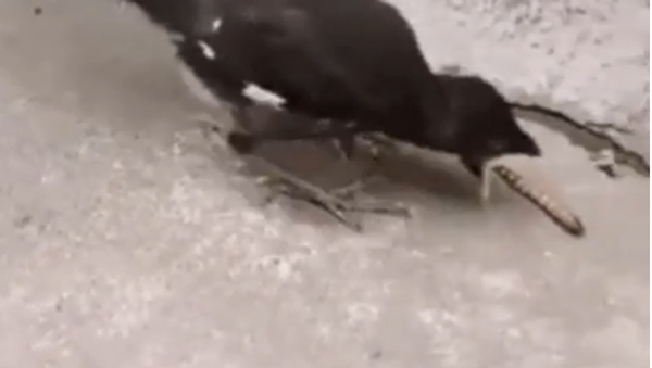 Bird Fails to Catch Worm - Sputnik International
