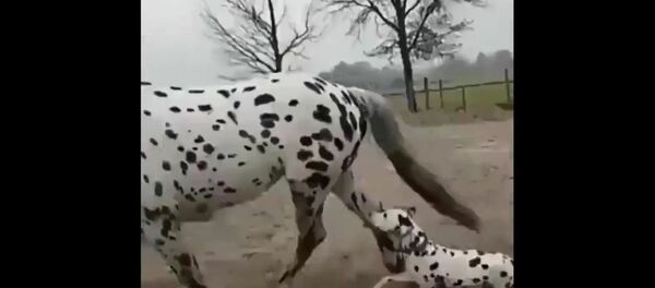 Dog and horse Dog and horse - Sputnik International