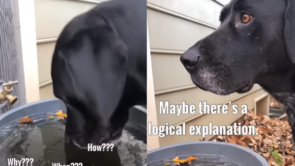 Canine Conspiracy? Pooch Perplexed by Frozen Water - Sputnik International