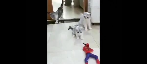 Cat vs Toy Cat vs Toy - Sputnik International