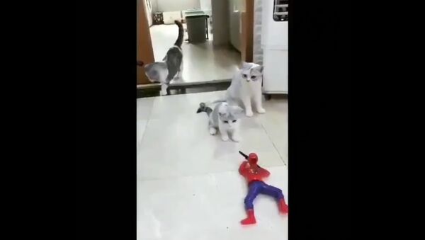 Cat vs Toy - Sputnik International