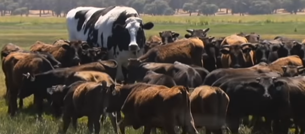 Knickers the Holstein Friesian Australian steer takes the internet by storm Knickers the Holstein Friesian Australian steer takes the internet by storm - Sputnik International