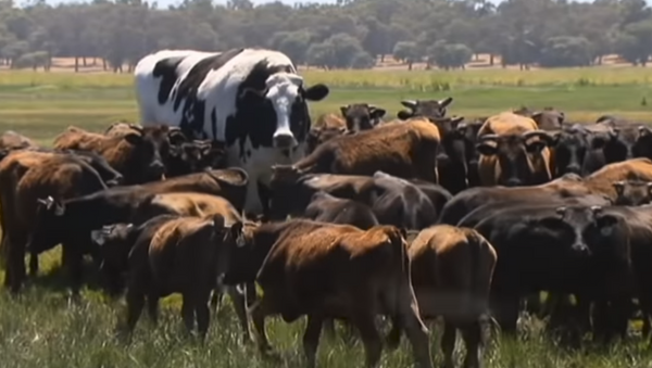 Knickers the Holstein Friesian Australian steer takes the internet by storm - Sputnik International
