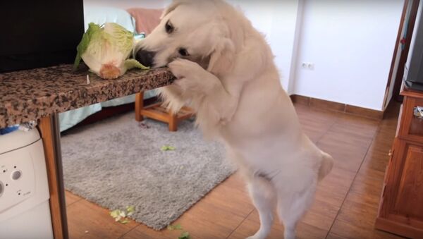 Dog Steals Lettuce | Funny Golden Retriever Puppy Bailey - Sputnik International
