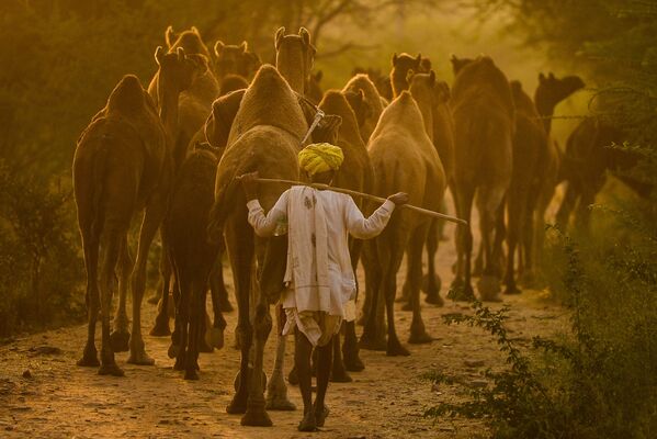 A camel herder walks along his camels following the Pushkar Camel Fair - Sputnik International