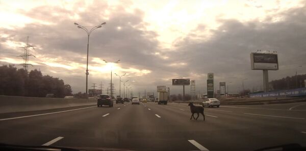 Овца на МКАД Овца на МКАД - Sputnik International