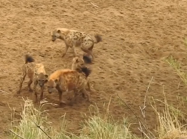 Hyenas Attack Lioness Hyenas Attack Lioness - Sputnik International