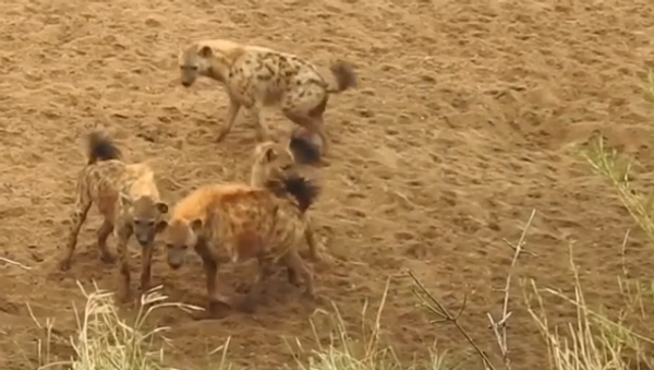 Hyenas Attack Lioness - Sputnik International