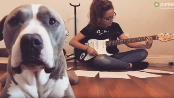 Canine Critic: Pit Bull Protests Music, Advocates for Attention - Sputnik International