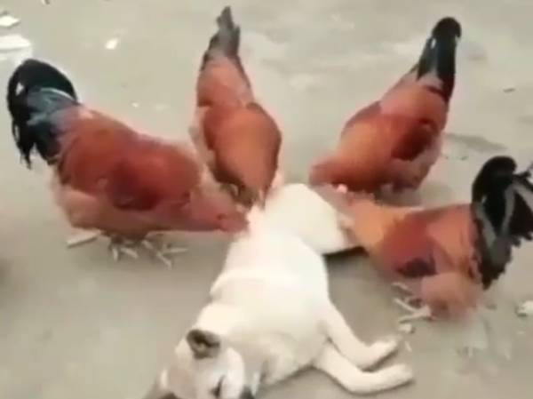 Chicks and Dog - Sputnik International