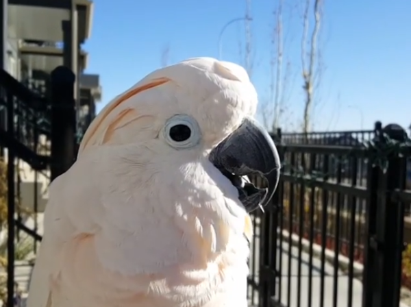 Singing Parrot Singing Parrot - Sputnik International