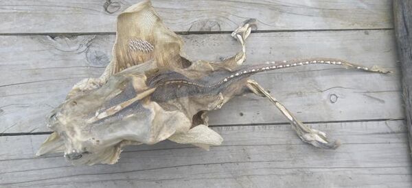 A Facebook photo showing the decomposed creature washed up on a New Zealand beach A Facebook photo showing the decomposed creature washed up on a New Zealand beach - Sputnik International