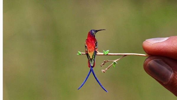 Topaz hummingbird - Sputnik International