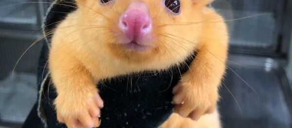 Pikachu the golden possum Pikachu the golden possum - Sputnik International