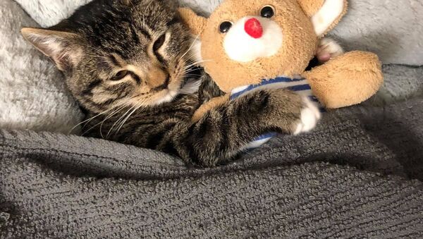 Kitten’s Bedtime Ritual Not Complete Without His Favorite Plushie - Sputnik International
