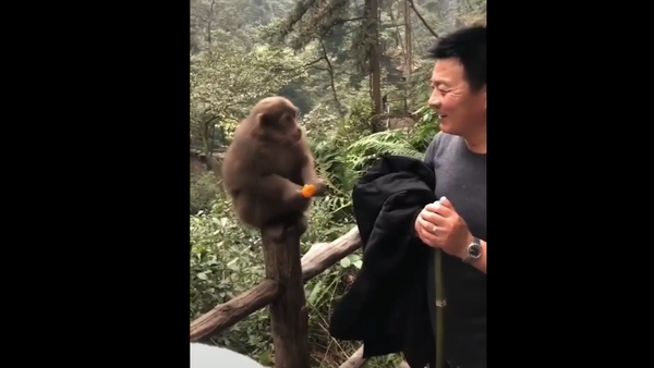 Monkey eats fruit - Sputnik International