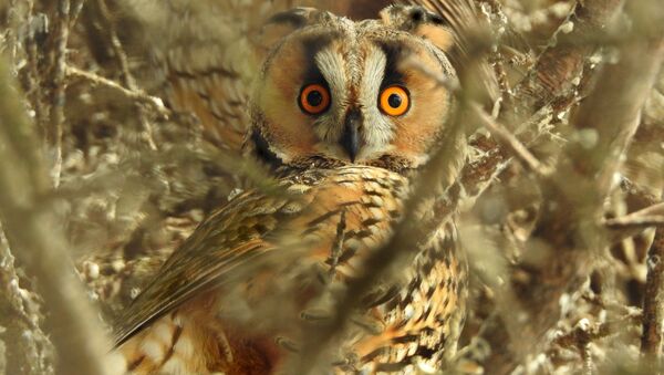 Owl - Sputnik International