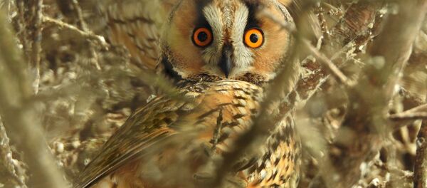 Owl - Sputnik International