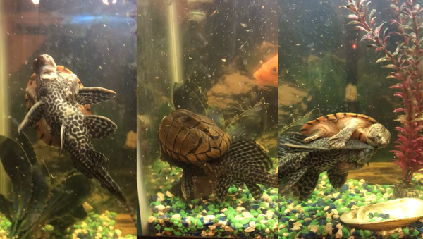 Fish Tank Taxi? Turtle Hitches a Ride on Suckerfish’s Back - Sputnik International
