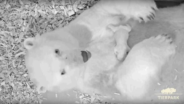 Polar bear cub at Tierpark Berlin 2018 - Sputnik International
