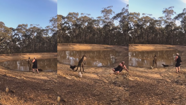 Defensive ‘Roo Takes on Irresponsible Human, Hounds and His Brew - Sputnik International