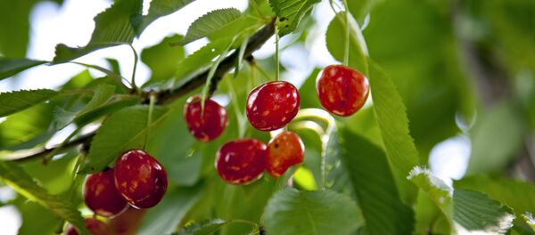 Cherries Cherries - Sputnik International