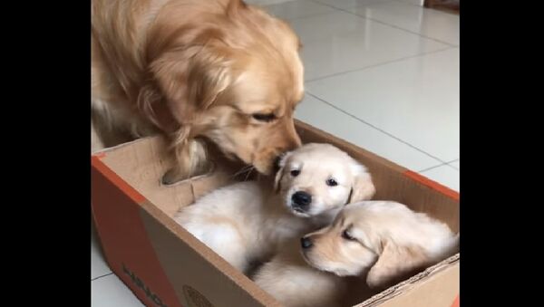 Golden Retriever Gets a Puppy Surprise - Sputnik International