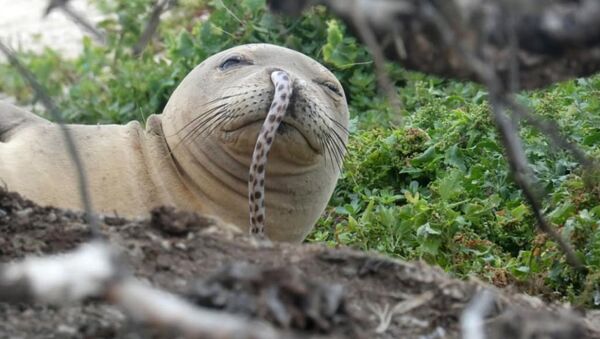 A juvenile Hawaiian monk seal was found with a spotted eel in its nose at French Frigate Shoals in the Northwestern Hawaiian Islands - Sputnik International