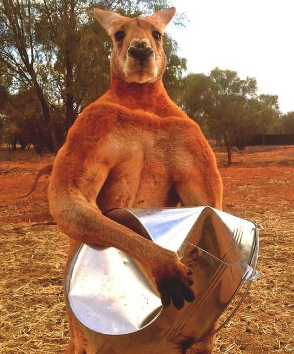 Death of Roger, the ripped kangaroo, sparks outpouring of grief on social media Death of Roger, the ripped kangaroo, sparks outpouring of grief on social media - Sputnik International