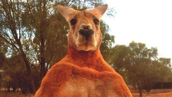 Death of Roger, the ripped kangaroo, sparks outpouring of grief on social media - Sputnik International