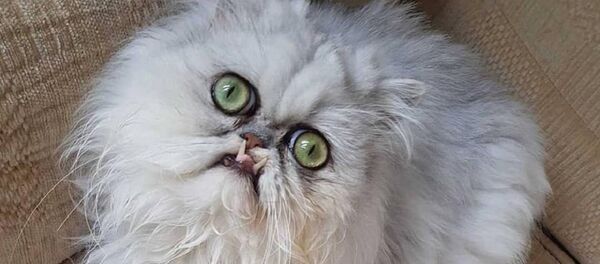 Wilfred Warrior cat Wilfred Warrior cat - Sputnik International